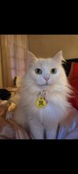 Lost Female Cat last seen Unit C bushment business park, Umberleigh, EX379FE forest, Umberleigh, England EX37