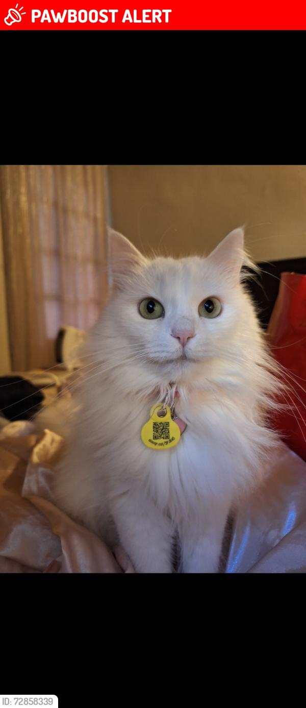 Lost Female Cat last seen Unit C bushment business park, Umberleigh, EX379FE forest, Umberleigh, England EX37