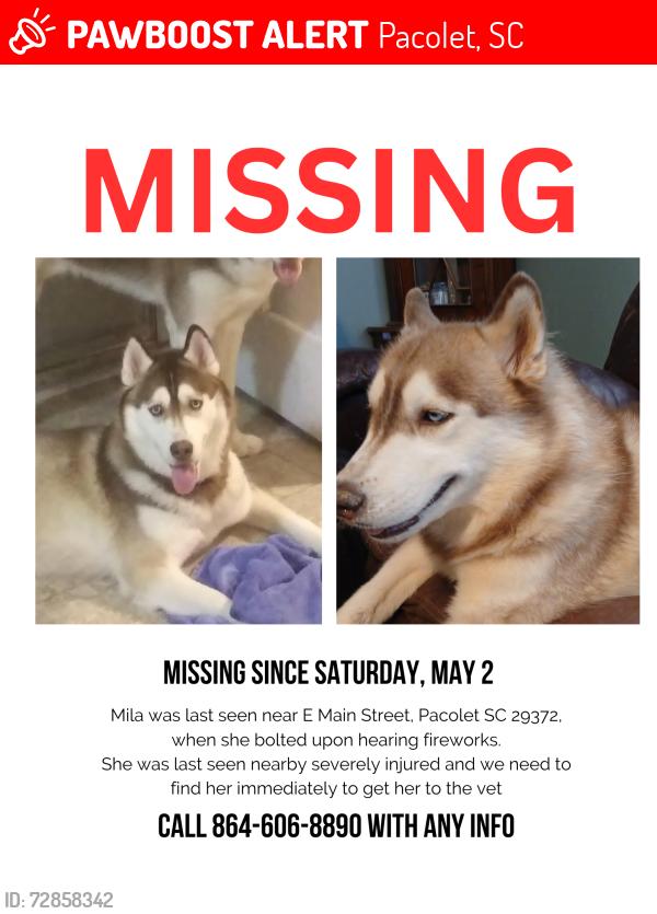 Lost Female Dog last seen Tate Baptist Church , Pacolet, SC 29372