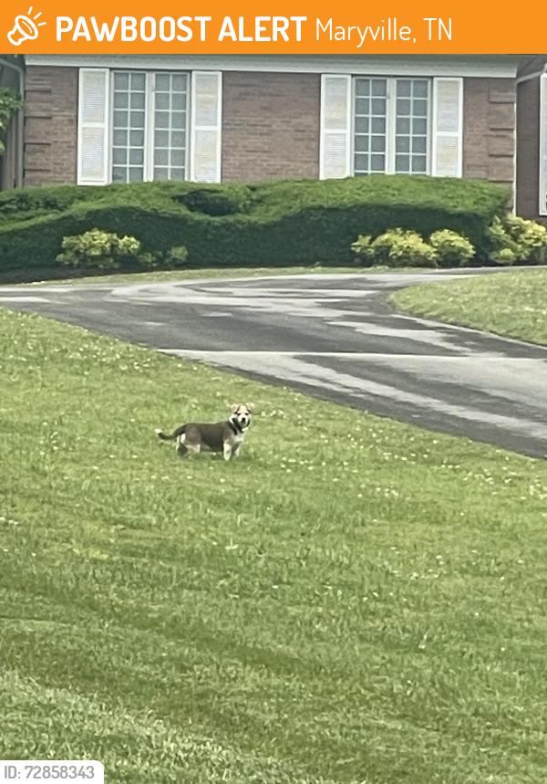 Found/Stray Unknown Dog last seen N Heritage Dr, Maryville, TN 37803