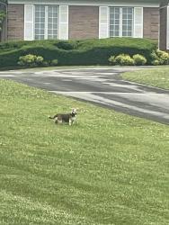 Found/Stray Unknown Dog last seen N Heritage Dr, Maryville, TN 37803