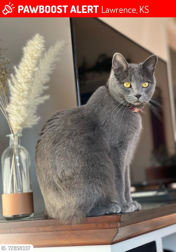 Lost Female Cat last seen 21st and Kentucky , Lawrence, KS 66046