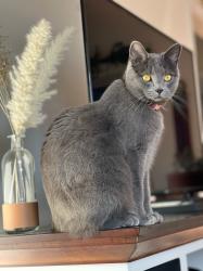 Lost Female Cat last seen 21st and Kentucky , Lawrence, KS 66046