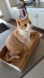Reunited Male Cat last seen Near Deerfield Crossing Dr Alpharetta, GA 30004, Alpharetta, GA 30004
