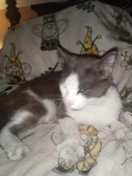 Lost Male Cat last seen Hewitt st , McCoy Dr , Pensacola, FL 32503