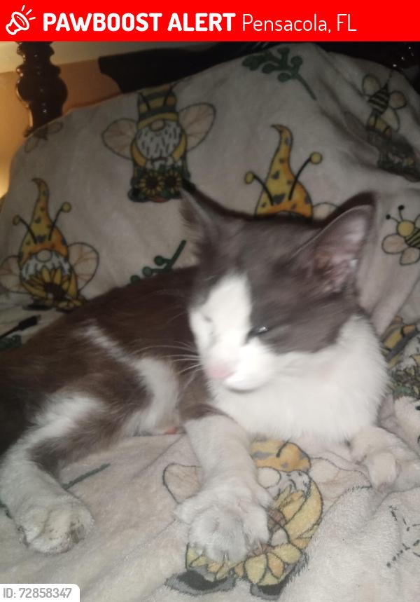 Lost Male Cat last seen Hewitt st , McCoy Dr , Pensacola, FL 32503
