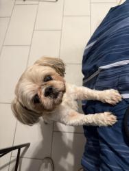 Found/Stray Unknown Dog last seen Helotes, Helotes, TX 78023