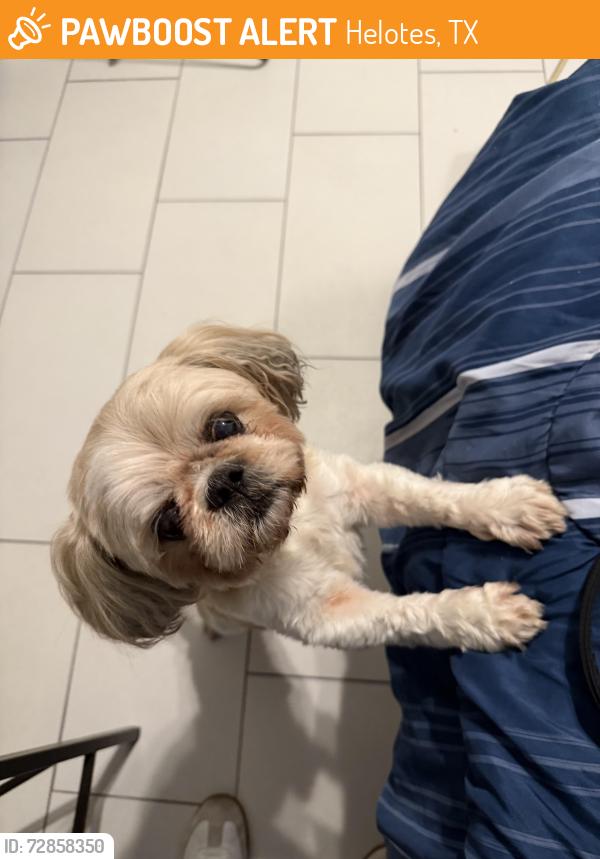Found/Stray Unknown Dog last seen Helotes, Helotes, TX 78023