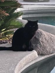 Lost Male Cat last seen Near N 121st Ave Sun City, AZ  85373 United States, Sun City, AZ 85373