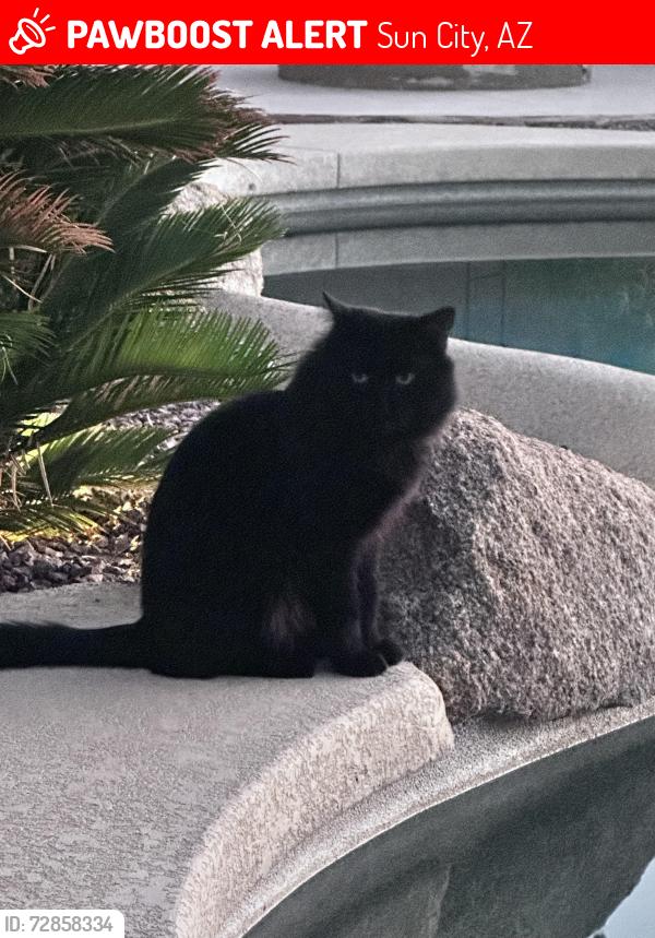 Lost Male Cat last seen Near N 121st Ave Sun City, AZ  85373 United States, Sun City, AZ 85373
