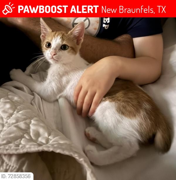 Lost Female Cat last seen Veloway trail by morningside park, New Braunfels, TX 78130