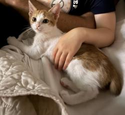 Lost Female Cat last seen Veloway trail by morningside park, New Braunfels, TX 78130