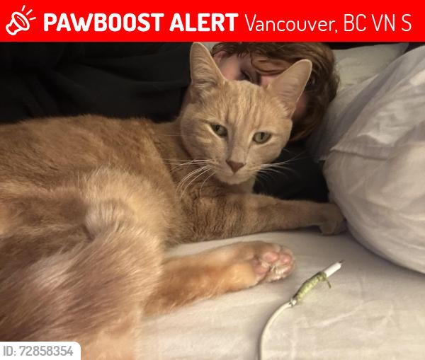 Lost Male Cat last seen Kingsway & Victoria, Vancouver, BC V5N 4S8
