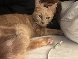 Lost Male Cat last seen Kingsway & Victoria, Vancouver, BC V5N 4S8