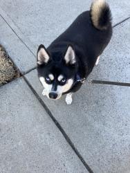 Lost Male Dog last seen Near Hasbrouck Drive, Apex, NC 27523