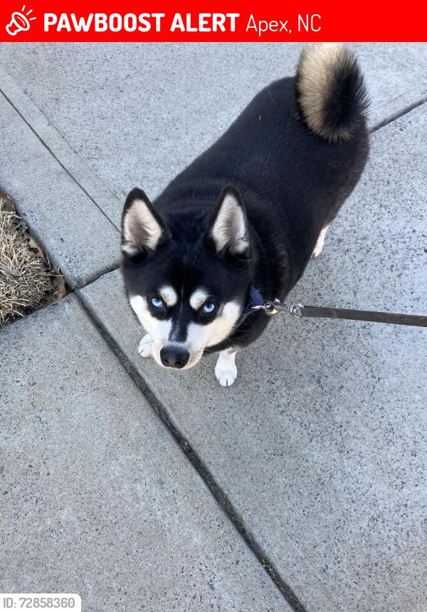 Lost Male Dog last seen Near Hasbrouck Drive, Apex, NC 27523