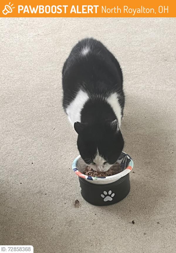 Found/Stray Male Cat last seen Royal Valley, North Royalton, OH 44133