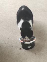 Found/Stray Male Cat last seen Royal Valley, North Royalton, OH 44133