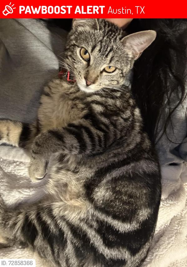Lost Unknown Cat last seen Town lake cir, Austin, TX 78741