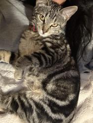 Lost Unknown Cat last seen Town lake cir, Austin, TX 78741