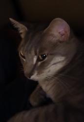 Lost Male Cat last seen Stoneridge and sunny view ct, La Vergne, TN 37086