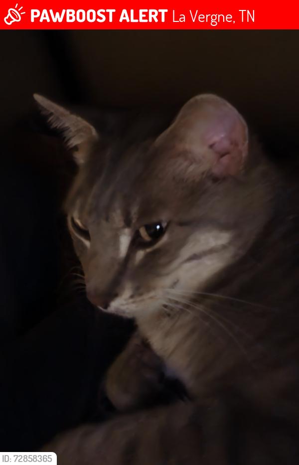 Lost Male Cat last seen Stoneridge and sunny view ct, La Vergne, TN 37086