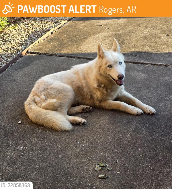 Found/Stray Unknown Dog last seen Southside Church of Christ, Rogers, AR 72756