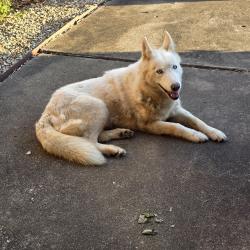 Found/Stray Unknown Dog last seen Southside Church of Christ, Rogers, AR 72756