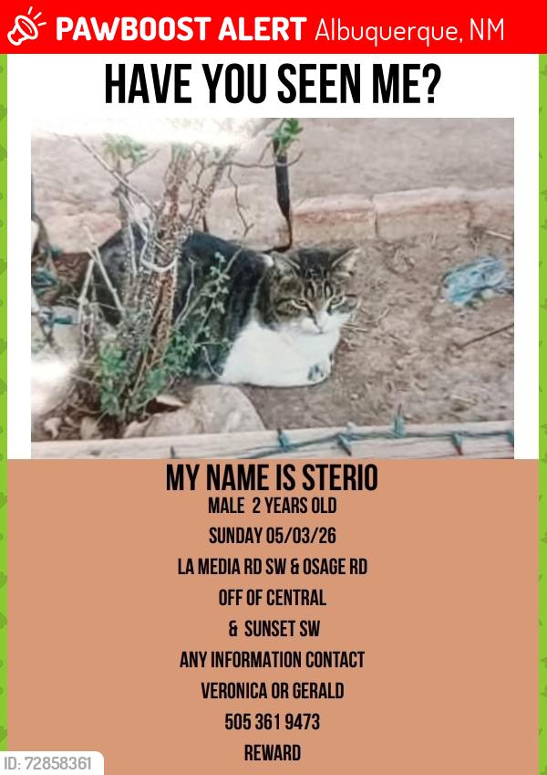 Lost Male Cat last seen CENTRAL & SUNSET SW, Albuquerque, NM 87105