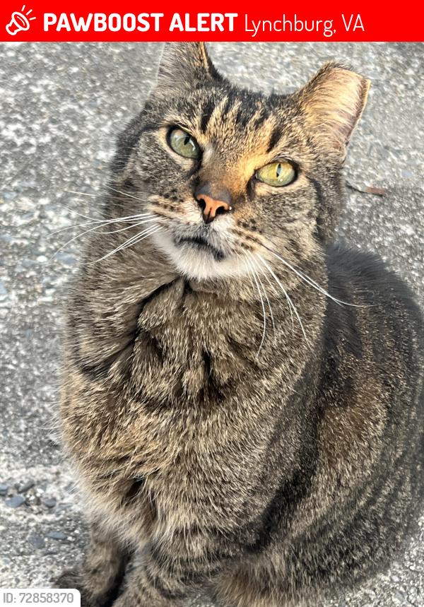 Lost Male Cat last seen Misty Mountain Rd.  Connects Timberlake Rd and Leesville Rd , Lynchburg, VA 24502
