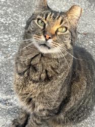 Lost Male Cat last seen Misty Mountain Rd.  Connects Timberlake Rd and Leesville Rd , Lynchburg, VA 24502