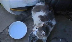 Found/Stray Unknown Cat last seen Fresh Market, Provo, UT 84601