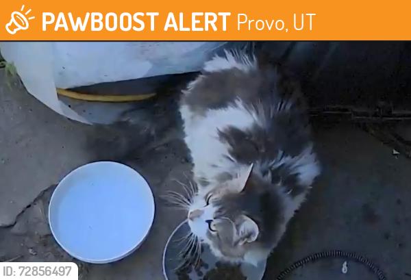 Found/Stray Unknown Cat last seen Fresh Market, Provo, UT 84601
