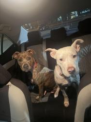 Found/Stray Female Dog last seen Near Preston Oaks Rd, Dallas, TX 75254, Dallas, TX 75254