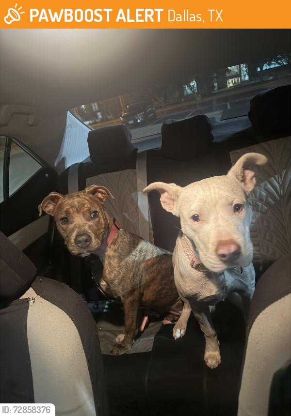 Found/Stray Female Dog last seen Near Preston Oaks Rd, Dallas, TX 75254, Dallas, TX 75254