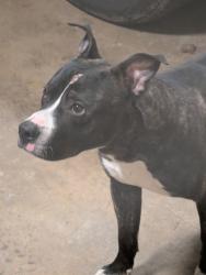 Found/Stray Male Dog last seen Wilson Mills, Richmond, Monticello , Richmond Heights, OH 44143