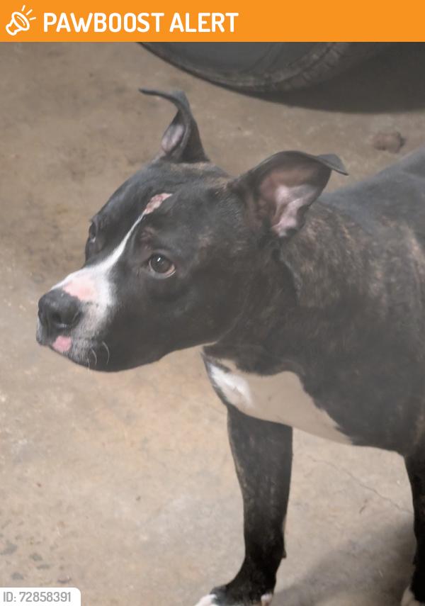 Found/Stray Male Dog last seen Wilson Mills, Richmond, Monticello, Richmond Heights, OH 44143
