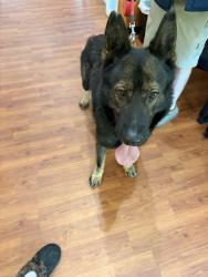 Found/Stray Male Dog last seen Rockside Gas Station, Raleigh, NC 27603