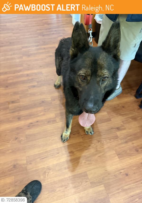 Found/Stray Male Dog last seen Rockside Gas Station, Raleigh, NC 27603