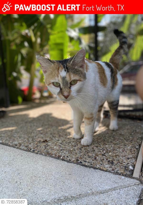Lost Female Cat last seen Highwoods and Cholla Dr, Fort Worth, TX 76112