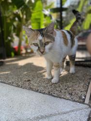 Lost Female Cat last seen Highwoods and Cholla Dr, Fort Worth, TX 76112