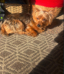 Lost Male Dog last seen Nearest Cross Street Exit 414 US-441City Lake City FloridaGPS 29.9807 -82.5799Landmark October Bend RV Park, Lake City, FL 32055
