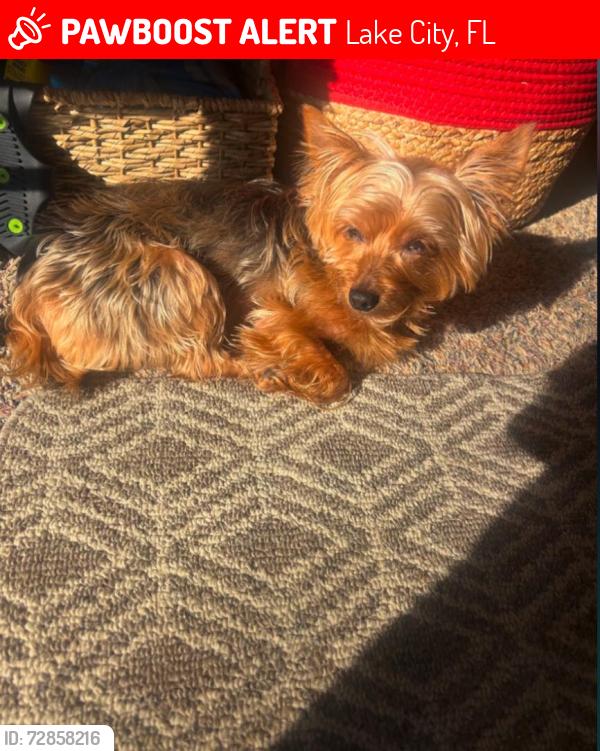 Lost Male Dog last seen Nearest Cross Street Exit 414 US-441City Lake City FloridaGPS 29.9807 -82.5799Landmark October Bend RV Park, Lake City, FL 32055