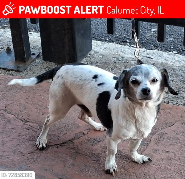 Lost Male Dog last seen Near Lincoln Ave, Calumet City, IL 60409, Calumet City, IL 60409