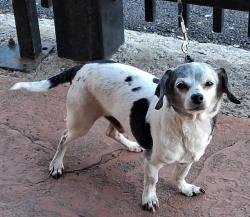 Lost Male Dog last seen Near Lincoln Ave, Calumet City, IL 60409, Calumet City, IL 60409