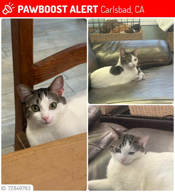 Lost Female Cat last seen Antilope , Carlsbad, CA 92009
