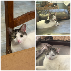 Lost Female Cat last seen Antilope , Carlsbad, CA 92009