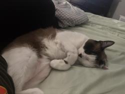 Lost Male Cat last seen Acapulco Rd and Hitson Ln , Fort Worth, TX 76112