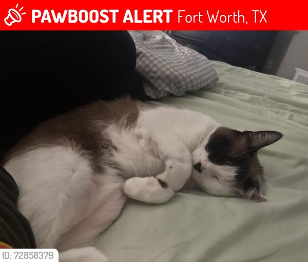 Lost Male Cat last seen Acapulco Rd and Hitson Ln , Fort Worth, TX 76112
