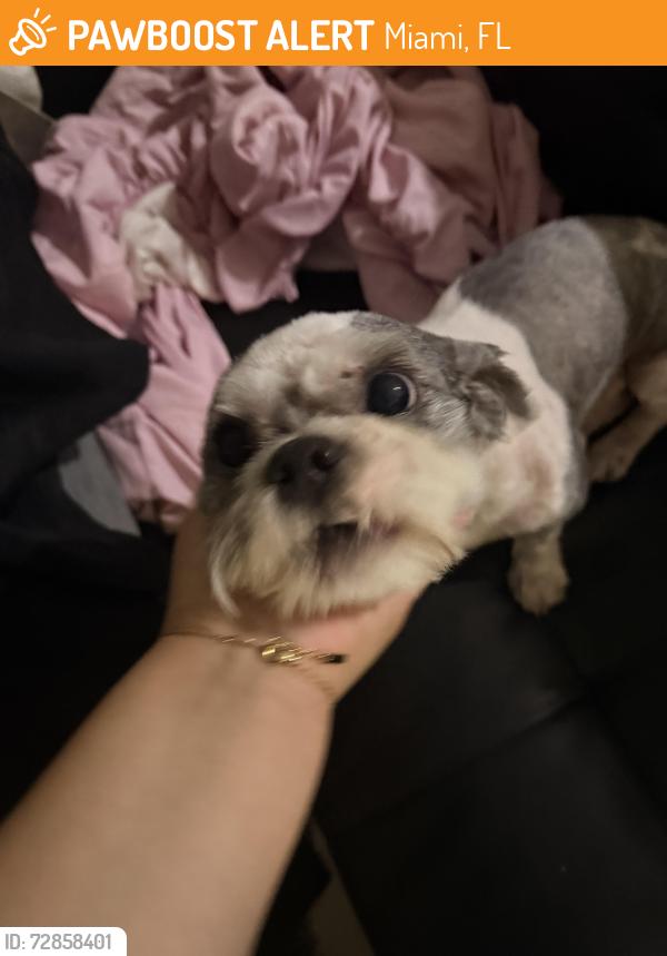 Found/Stray Male Dog last seen 200th st / 117 avenue , Miami, FL 33177
